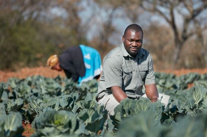 Black farm business man kneeling in a field of cabbages. Their is a worker working on the farm in the background.