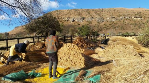 Lungile Dlangalala of Eyamakhosazana Trading, an entrepreneur in Estcourt, Kwa-Zulu Natal, standing by her thatching company. A lady worker is working in the background.