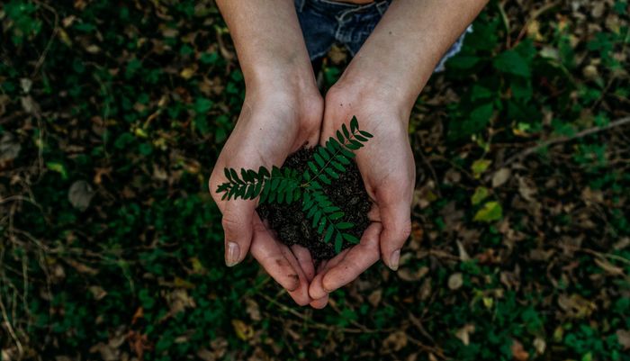 Hands holding soil with a plant in the center which is representing business transformation .